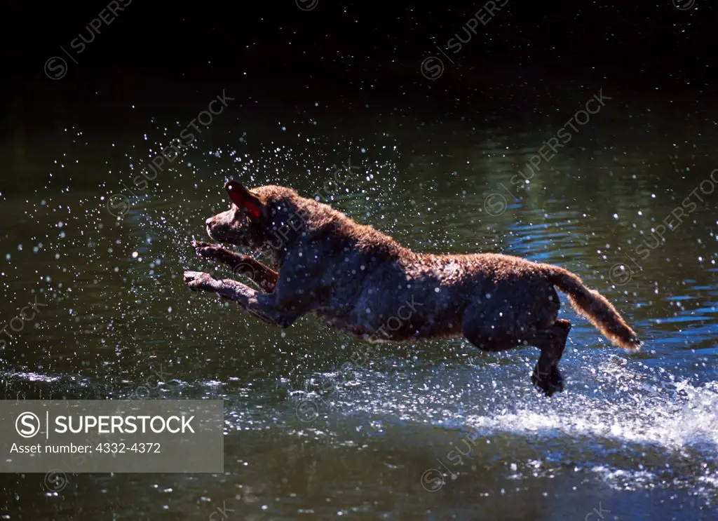 Chesapeake Bay Retriever, AKC, 6 1/2-year-old 'Wrangell' leaping into Waldron Pond and owned by Linda L. Barber-Wiltse of Anchorage, Alaska.  (PR)