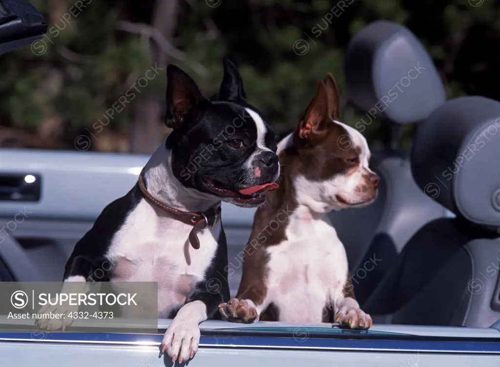 Boston Terriers, AKC, 'Elle' and 'Izzy' photographed in baby blue VW convertible and owned by Gerald Pass of Gilbert, Arizona.  (PR)