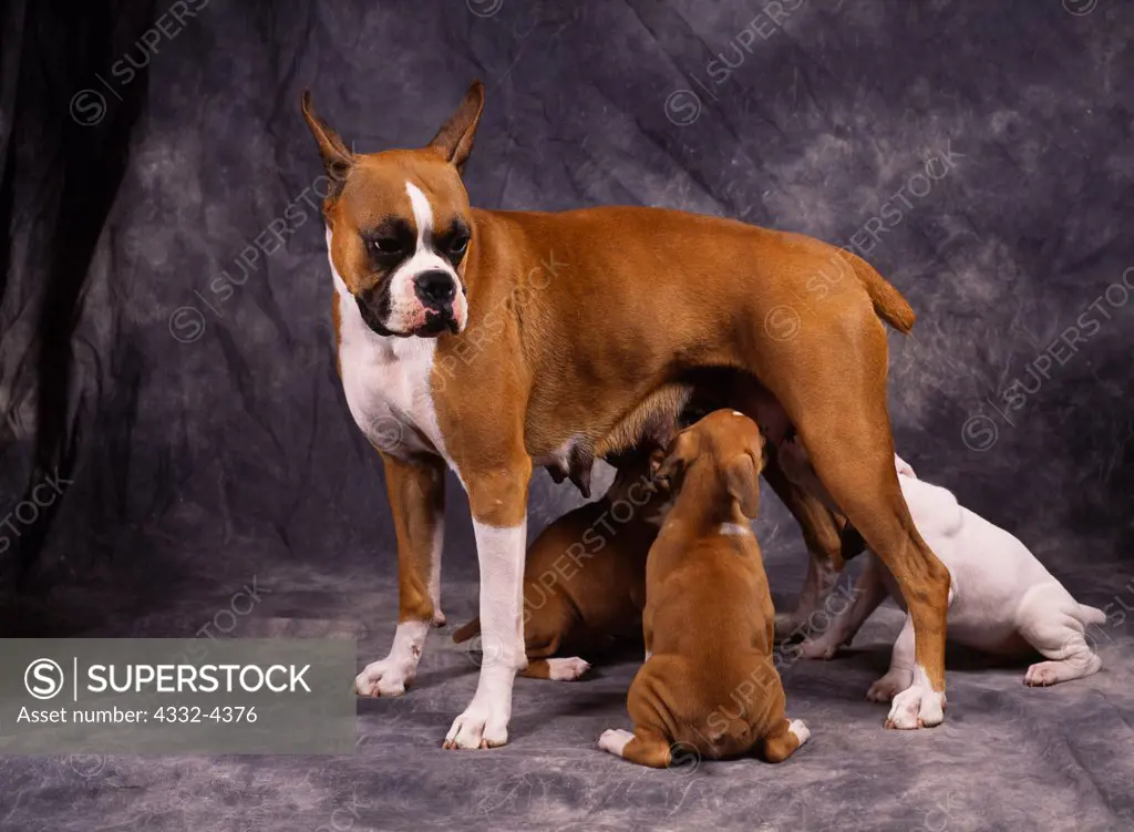 Boxers, AKC, 2-year-old 'Anna' with her litter of 7-week-old puppies photograhed at Fred and Randi's studio and owned by Jean Hale of Palmer, Alaska.  (PR)