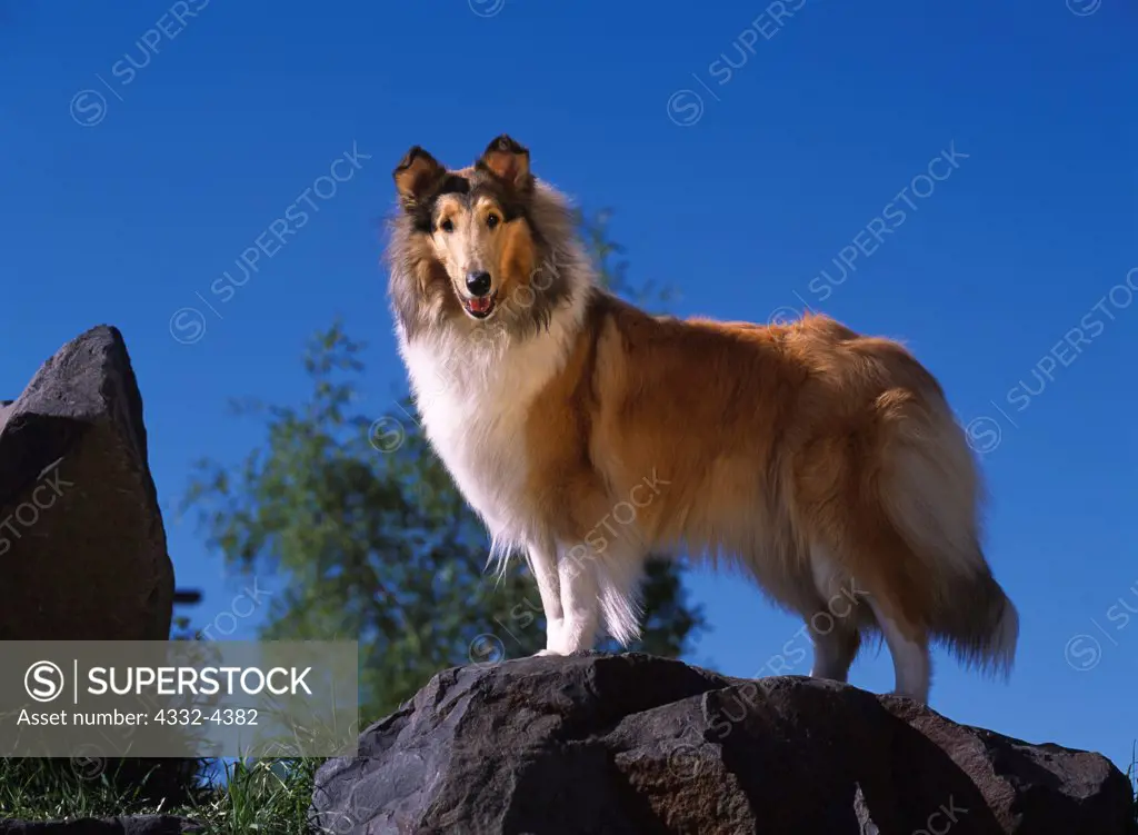 Rough Collie, AKC, 1-year-old 'Spirit' owned by Eileen Starr of Anchorage and photogarphed in Fairbanks, Alaska.