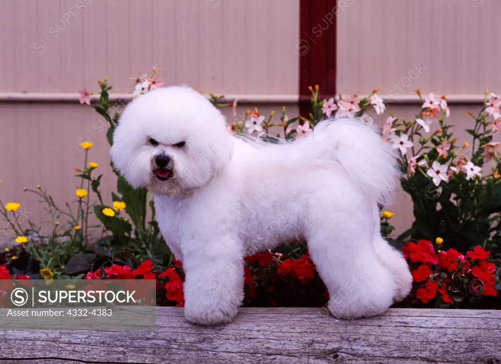 Bichon Frise, AKC, 15-month-old 'Bo Bice' photographed in Anchorage and owned by Jan Blanchard of Anchorage, Alaska.  (PR)