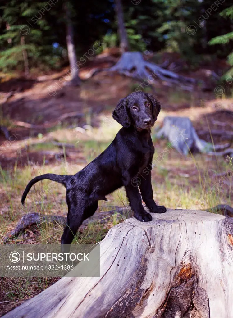 Flat-coated Retriever, AKC, 3-month-old puppy 'Dash' photographed in Anchorage and owned by Deb Brown of Anchorage, Alaska.