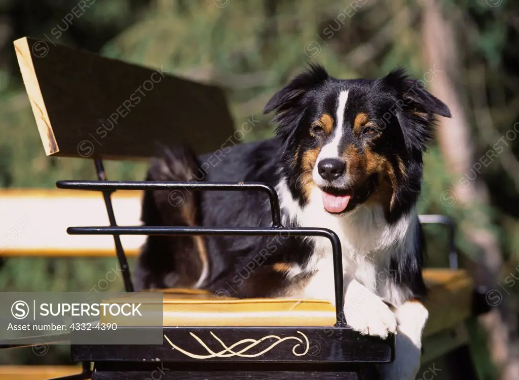 Australian Shepherd, AKC, 8-year-old 'Trae' photographed in Anchorage, Alaska and owned by George Spigelmyer of Wasilla, Alaska.  (PR)