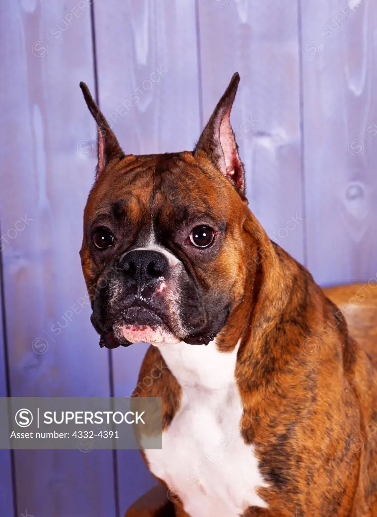 Boxer, AKC, two-year-old 'Tennessee Reign' photographed at Fred and Randi's studio and owned by Jamie Quinn of Wasilla, Alaska.  (PR)