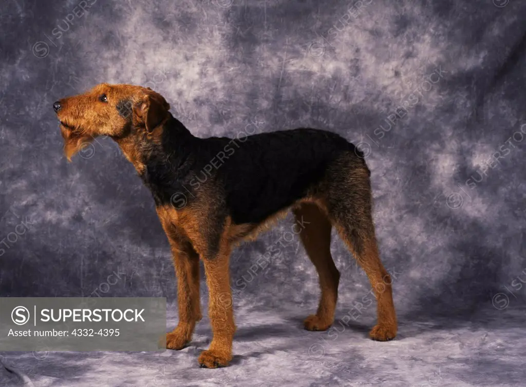 Airedale Terrier, AKC, 4-year-old 'Leda' photographed in Wasillla, Alaska and owned by Janet Williams of Wasilla, Alaska.  (PR)