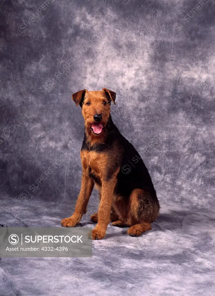 Airedale Terrier, AKC, 4-year-old 'Leda' photographed in Palmer, Alaska and owned by Janet Williams of Wasilla, Alaska.  (PR)