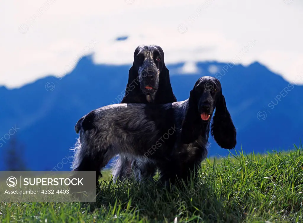 English Cocker Spaniels, AKC, 1-year-old 'April' and 2-year-old 'Casey' photographed in Palmer, Alaska and owned by Lisa Bern of Anchorage, Alaska.  (PR)