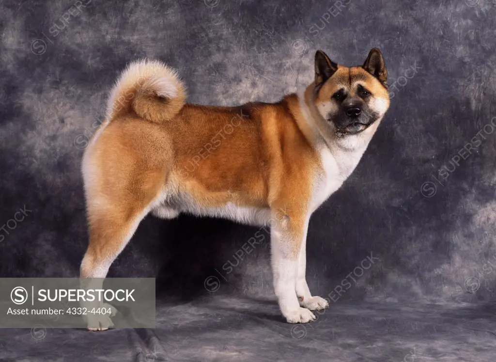 Akita, AKC, 7-year-old 'Baron' photographed in Palmer, Alaska and owned by Melanie Scritchfield of Soldatna, Alaska.  (PR)