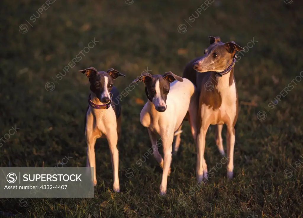 Italian Greyhounds, AKC, 7-month-old 'Dash' and 'Menace' and 5-year-old 'Icee' owned by Shawna Swanson of Las Cruces, New Mexico and photographed in Phoenix, Arizona.