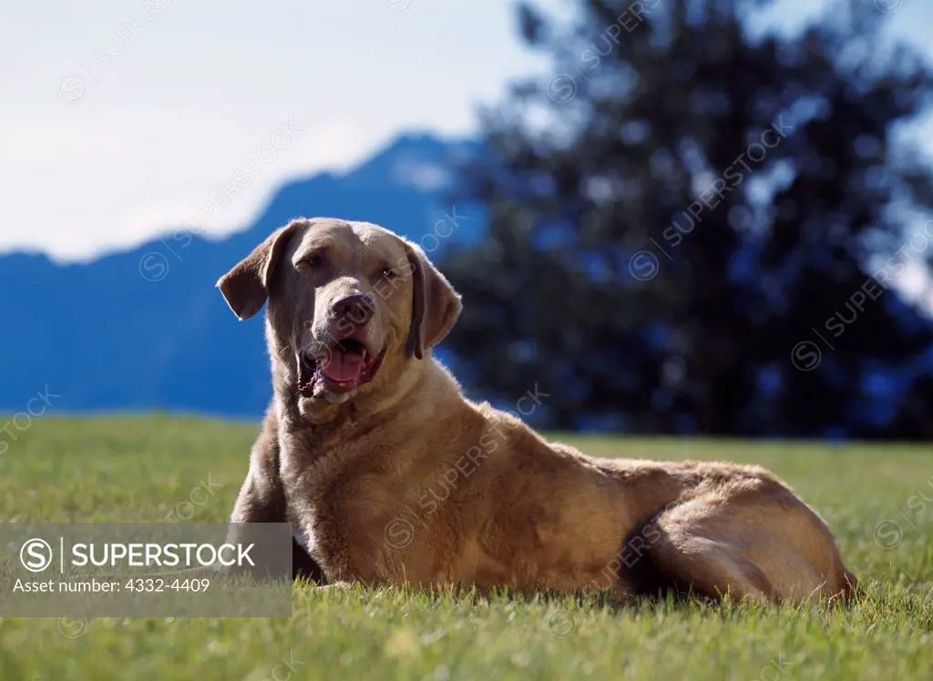 Chesapeake Bay Retriever, AKC, 8-year-old 'Bubba' photographed in Palmer and owned by Mary Pemberton of Chugiak, Alaska.   (PR)