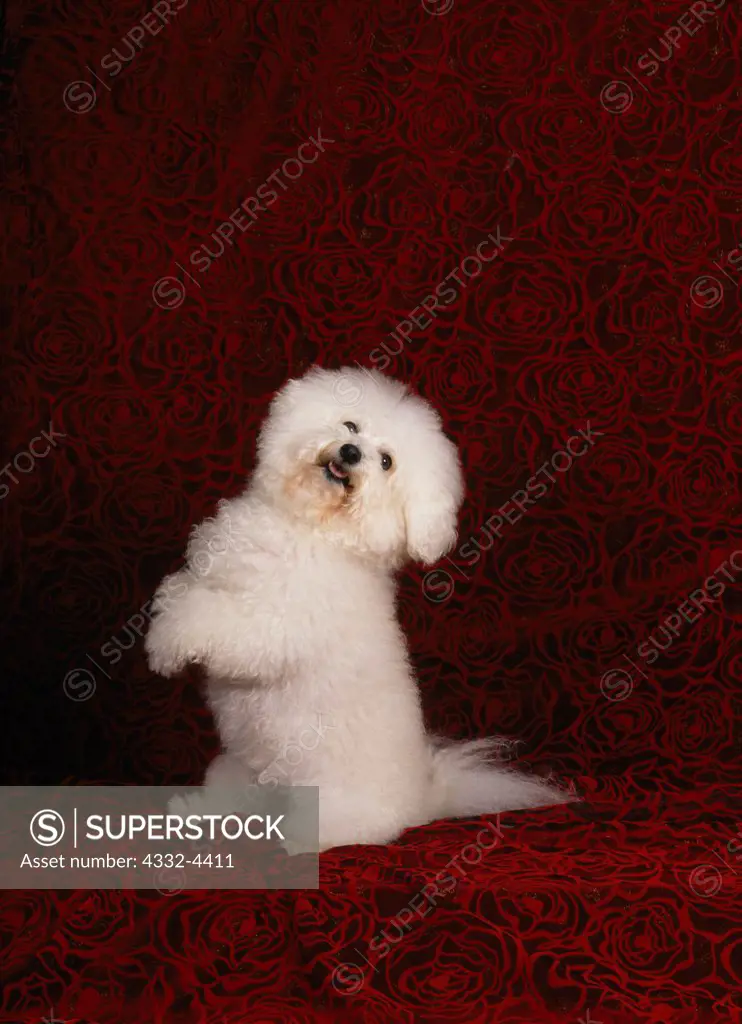 Bichon Frise, AKC, 4-year-old 'Cheena' photographed at Fred and Randi's studio and owned by Tammy Bovy of Palmer, Alaska.  (PR)