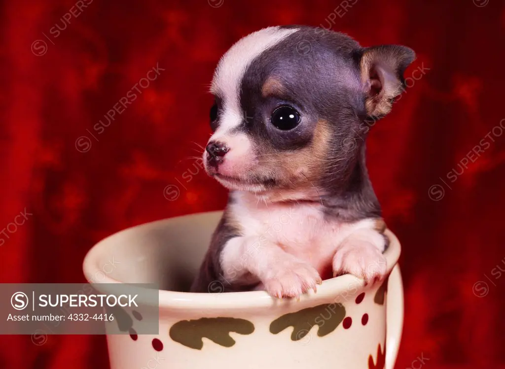 Chihuahua, AKC, 5-week-old 'Bobble' photographed at Fred and Randi's Studio and owned by Nicole Baston from Wasilla, Alaska.  (PR)