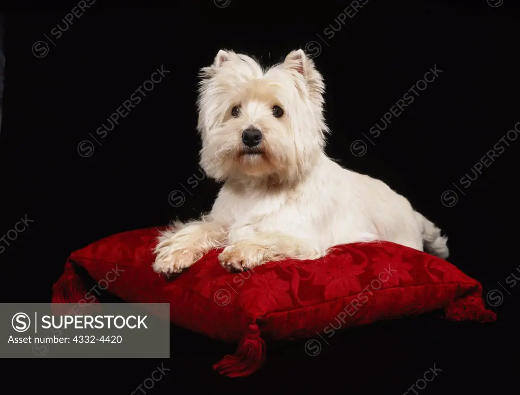 West Highland White Terrier, AKC, 3-year-old 'Pinkie' photographed at Fred and Randi's studio and owned by Kathy Allen of Wasilla, Alaska.