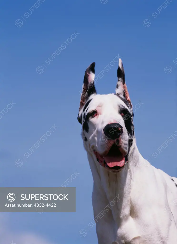 Great Dane, AKC, 2-year-old 'Harley' photographed in Fairbanks, Alaska and owend by Frank Asay of Palmer, Alaska.  (PR)