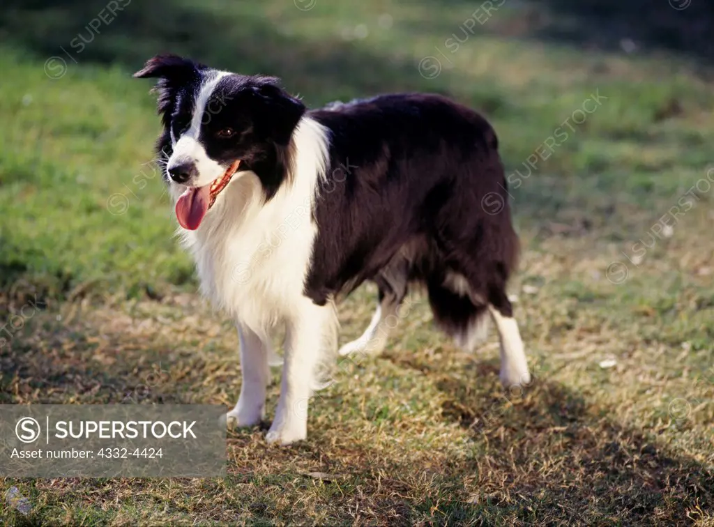 Border Collie, AKC, 1 1/2-year-old 'Indi' owned by Sandra Shults and photographed in Phoenix, Arizona.  (PR)