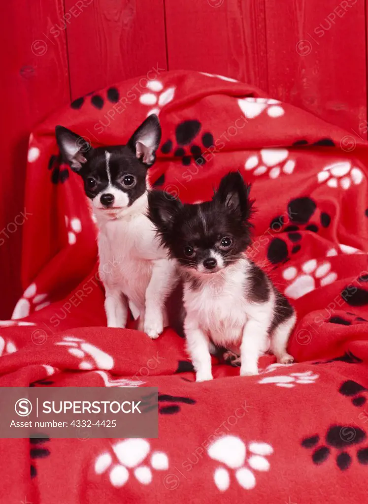 Chihuahuas, AKC, 13-week-old puppy 'Austin' owned by Lou Fox and 6-month-old puppy 'Zeke' owned by Marc and Jamie Haughaboo of Chugiak, Alaska, and photographed at Fred and Randi's studio.  (PR)