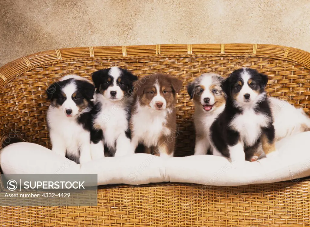 Australian Shepherds, AKC, 7 1/2-week-old puppies photographed at Fred and Randi's studio and owned by Malissa Cole of Palmer, Alaska.  (PR)