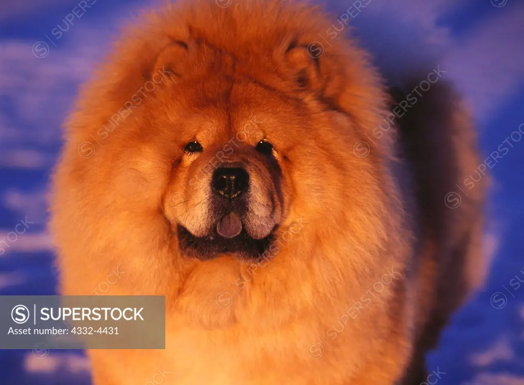 Chow Chow (rough-coated), AKC, 2-year-old male 'Kirby' photographed in Palmer, Alaska and owned by Viginia Holland of Anchorage, Alaska.  (PR)