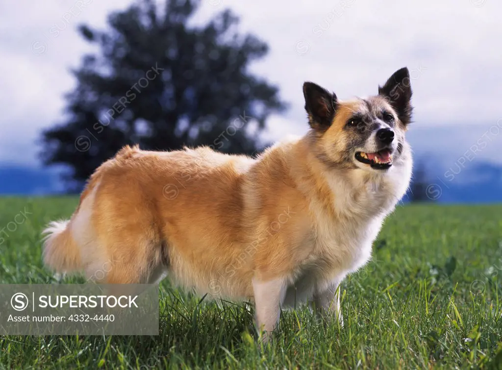 Icelandic Sheepdog, AKC, 8-year-old 'Cielidh' phtographed in Palmer, Alaska and owned by Valerie Tompkins of Anchorage, Alaska.  (PR)