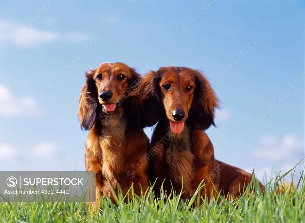 Long-Haired Dachshunds, AKC, 2-year-olds 'Pele' and 'Gitta' photographed in Palmer, Alaska and owned by Vikki McConnell of Eagle River, Alaska.  (PR)