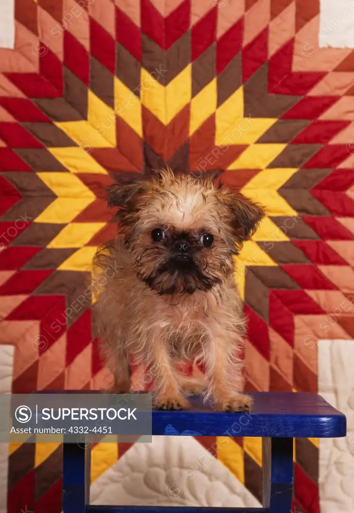 Brussels Griffon, AKC, 13-week-old puppy 'Porsche' photographed at Fred and Randi's studio and owned by Lou Fox of Chugiak, Alaska.  (PR)