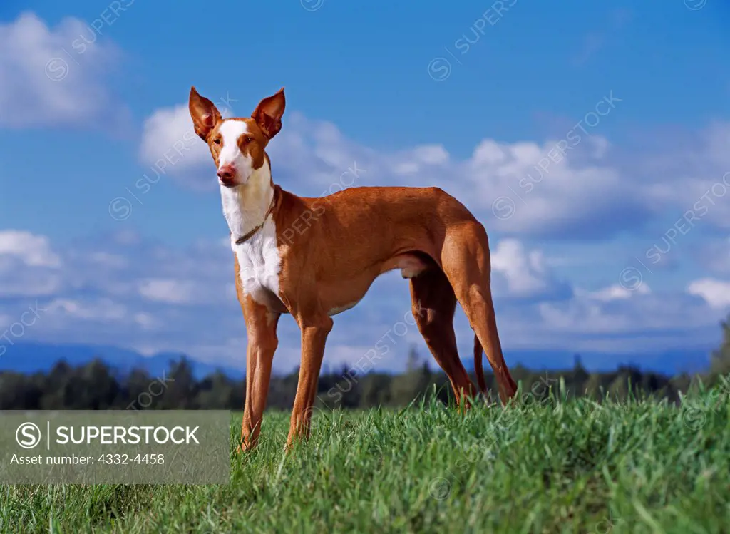 Ibizan Hound, AKC, 1 1/2-year-old 'Hunter' photographed in Palmer, Alaska and owned by Gayle Beckhart of Wasilla, Alaska.  (PR)
