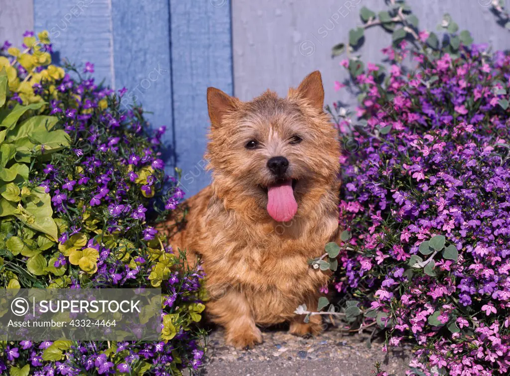 Norwich Terrier, AKC, 1-year-old 'Candy' owned by Leslie Batchelder of Kasilof, Alaska and photographed in Fairbanks, Alaska.  (PR)