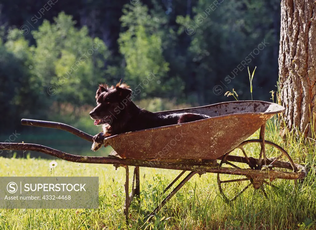 Australian Shepherd, AKC, 3-year-old 'Boo' in antique wheelbarrow at owners' Betty Knight and Chuck Holmes home near Sandpoint, Idaho.  PR