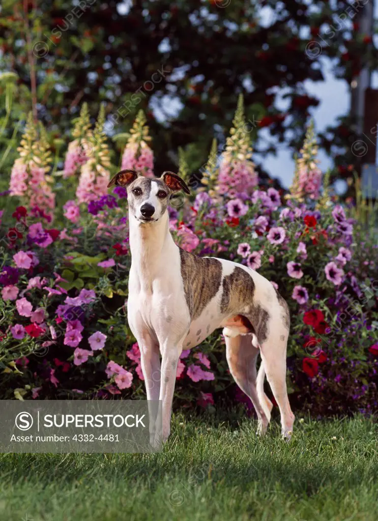 Whippet, AKC, 2 1/2-year-old 'Solo' owned by Nancy Schramm of Wasilla, Alaska and photographed in Palmer, Alaska.   (PR)