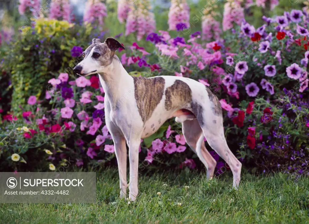 Whippet, AKC, 2 1/2-year-old 'Solo' owned by Nancy Schramm of Wasilla, Alaska and photographed in Palmer, Alaska.   (PR)