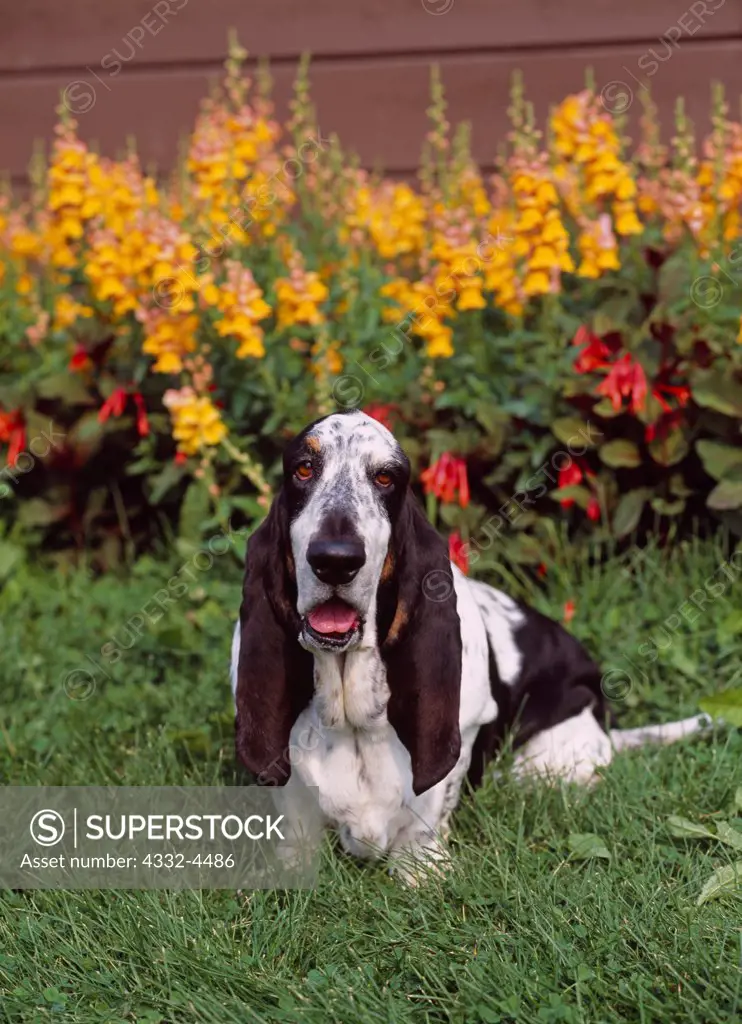 Basset Hound, AKC, 5-year-old 'Expo' owned by Barbara Brandt of Anchorage and photographed in Palmer, Alaska.  (PR)