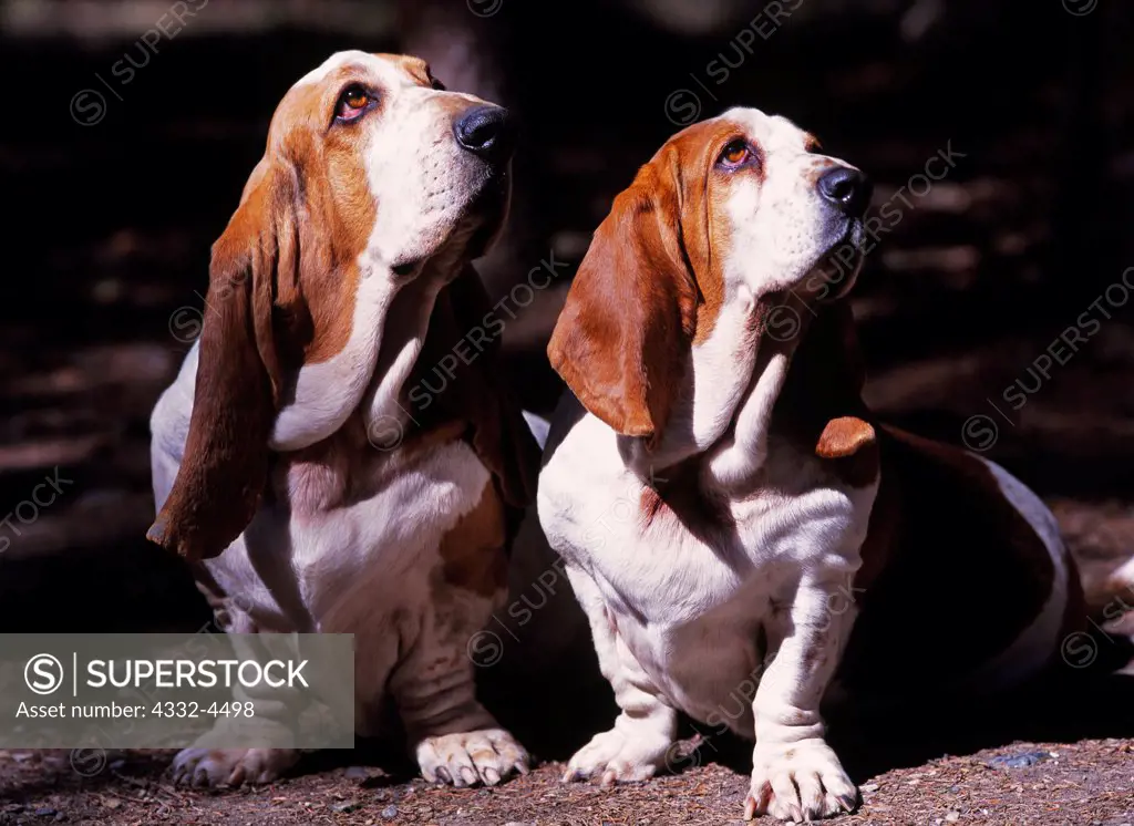 Basset Hound, AKC, 7-year-old male  'Sport' and five-year-old female 'Lolly' photographed in Fairbanks, Alaska and owned by Karen and Tony Steflik of Rapid City, South Dakota.  (PR)