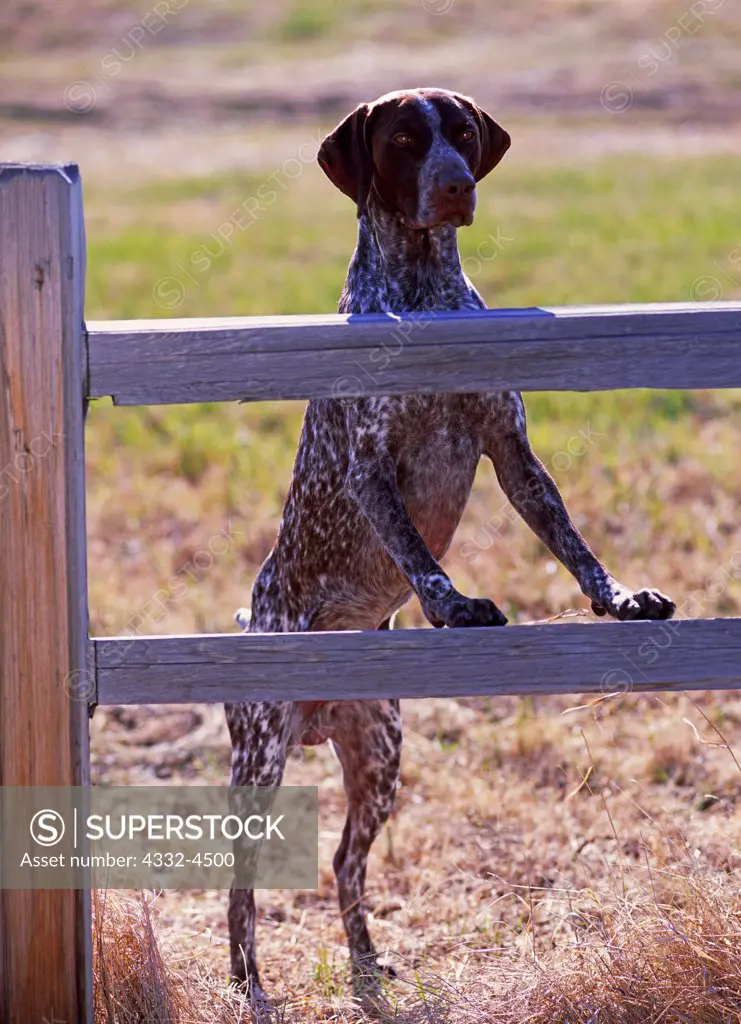 German Shorthaired Pointer, AKC, 3-year-old 'Reggie' owned by Erin Wheelen of Vancouver, Washington and photographed at Creamers Field, Fairbanks, Alaska.  (PR)