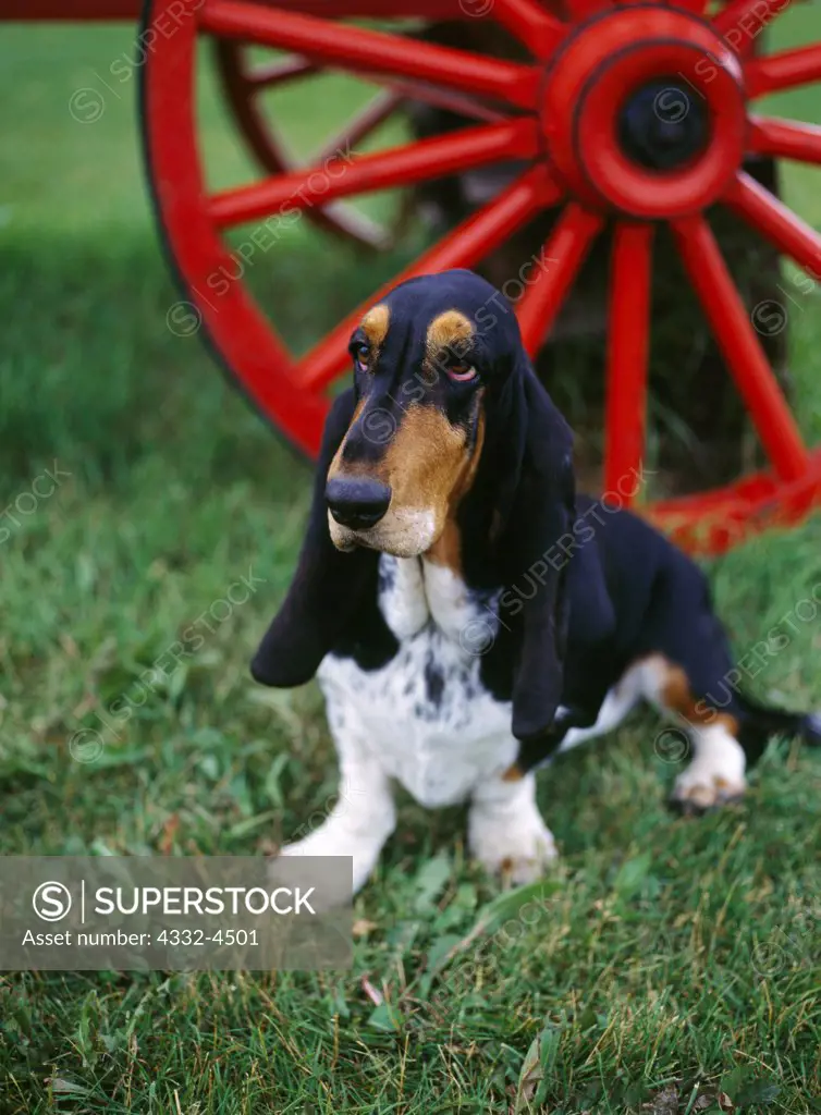 Basset Hound, AKC, 2-year-old 'Semone' owned by Zo S. Hawkins and photographed at the State Fairgrounds in Palmer, Alaska.  (PR)