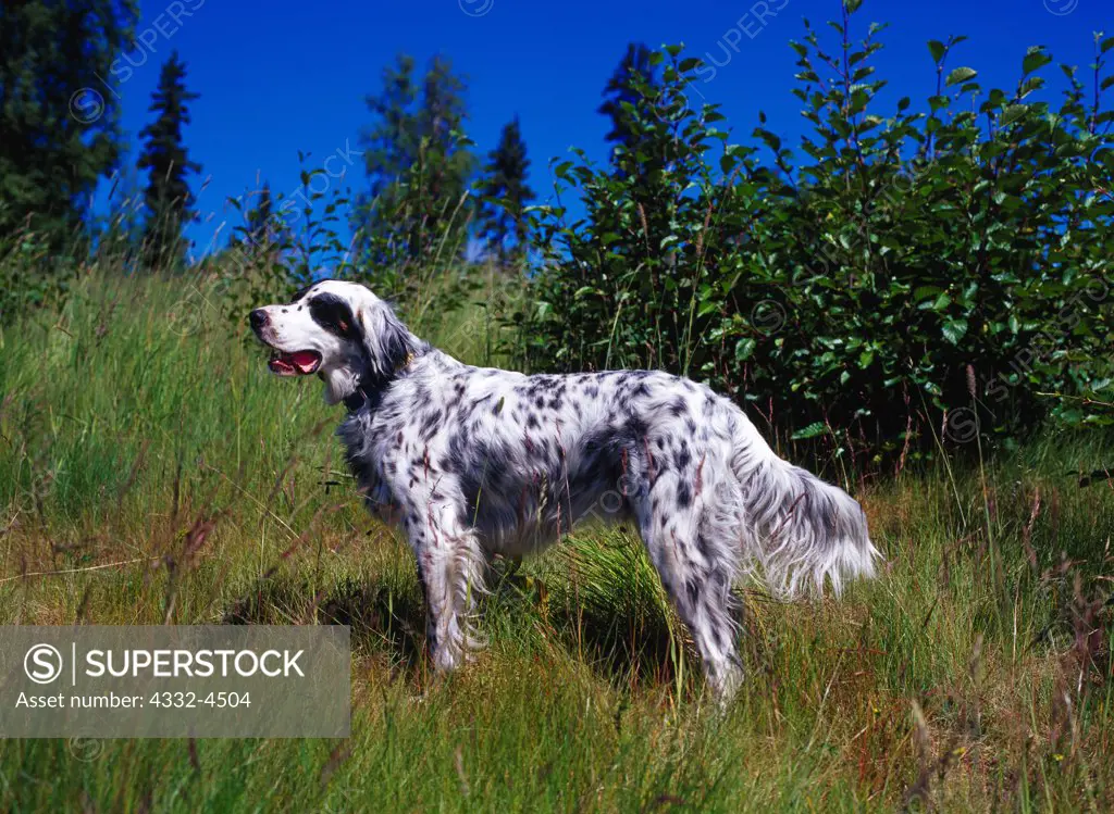 English Setter, AKC, two-year-old male 'Maxx' owned by Edna and Ken Moody of Grosse Ile, Michigan and photographed in Soldotna, Michigan.  (PR)