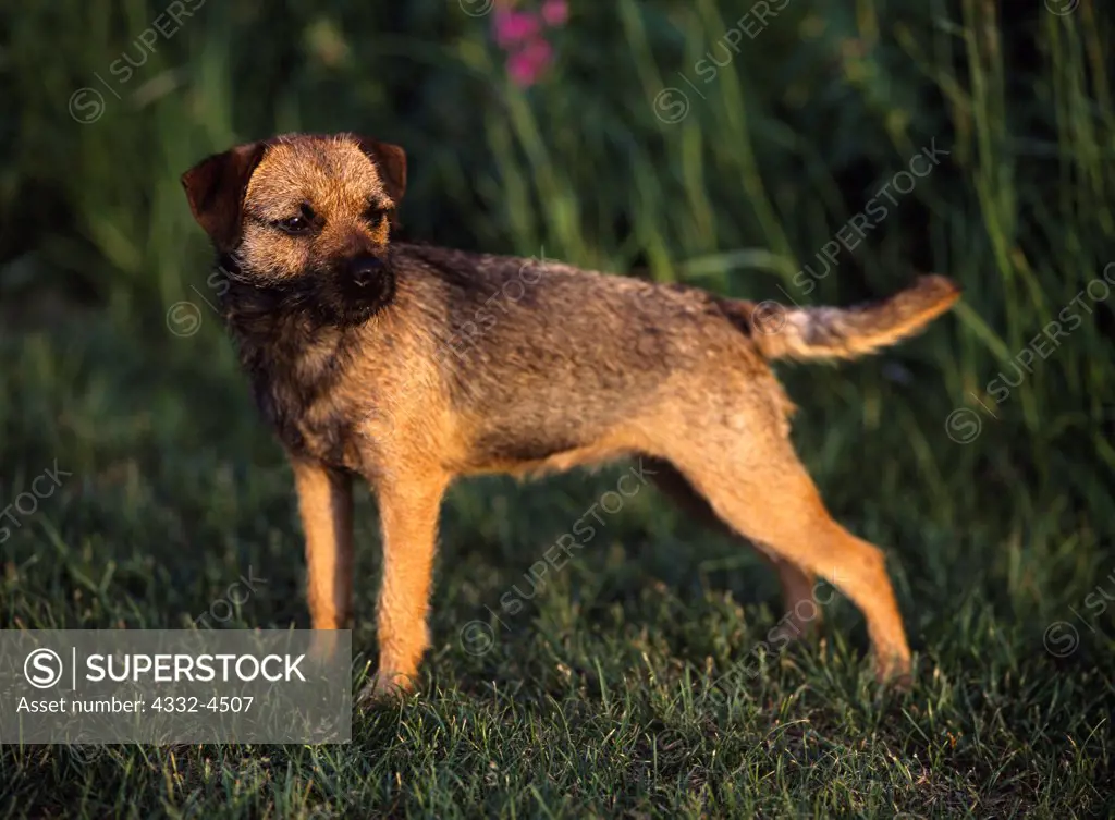 Border Terrier, AKC, 1-year-old female 'Ginger' owned by Sheila R. Carter of North Pole, Alaska and photographed in Soldotna, Alaska.  (PR)