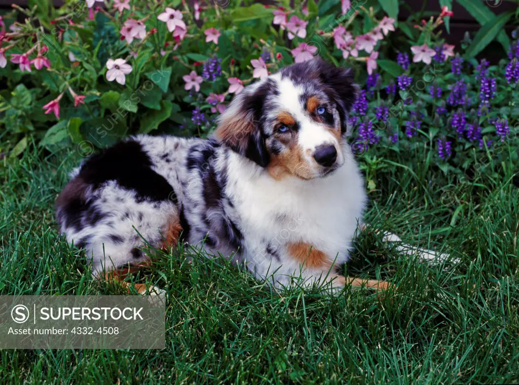 Australian Shepherd, AKC, five-month old 'Cruiser' owned by Kim and Scott Lehman and photographed in Palmer, Alaska.