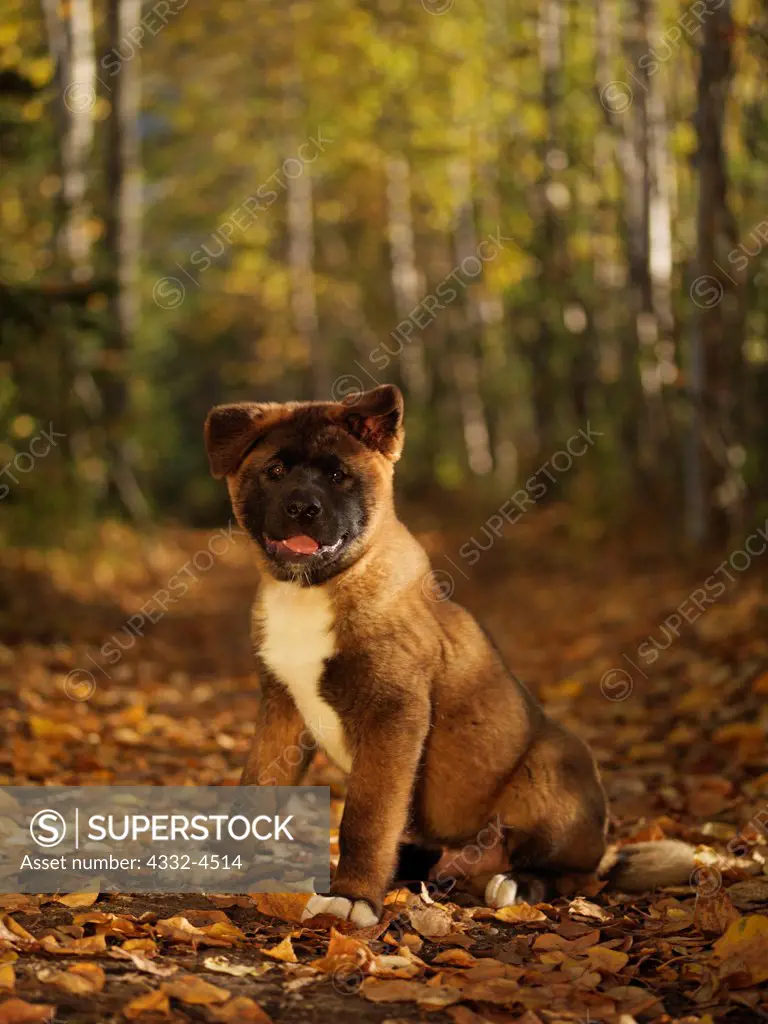 Akita puppy, 12-week-old 'Roshi' photographed on the Reflections Lake Trail, Palmer Hay Flats State Game Area, Alaska and owned by Cynthia Vidal of Anchorage, Alaska.