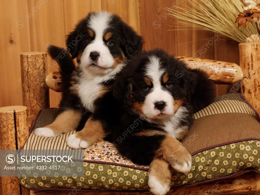 Bernese Mountain Dogs, AKC, 7-week-old puppies photographed at Fred and Randi's Studio and owned by Tracy Corneliussen of Wasilla, Alaska.  PR