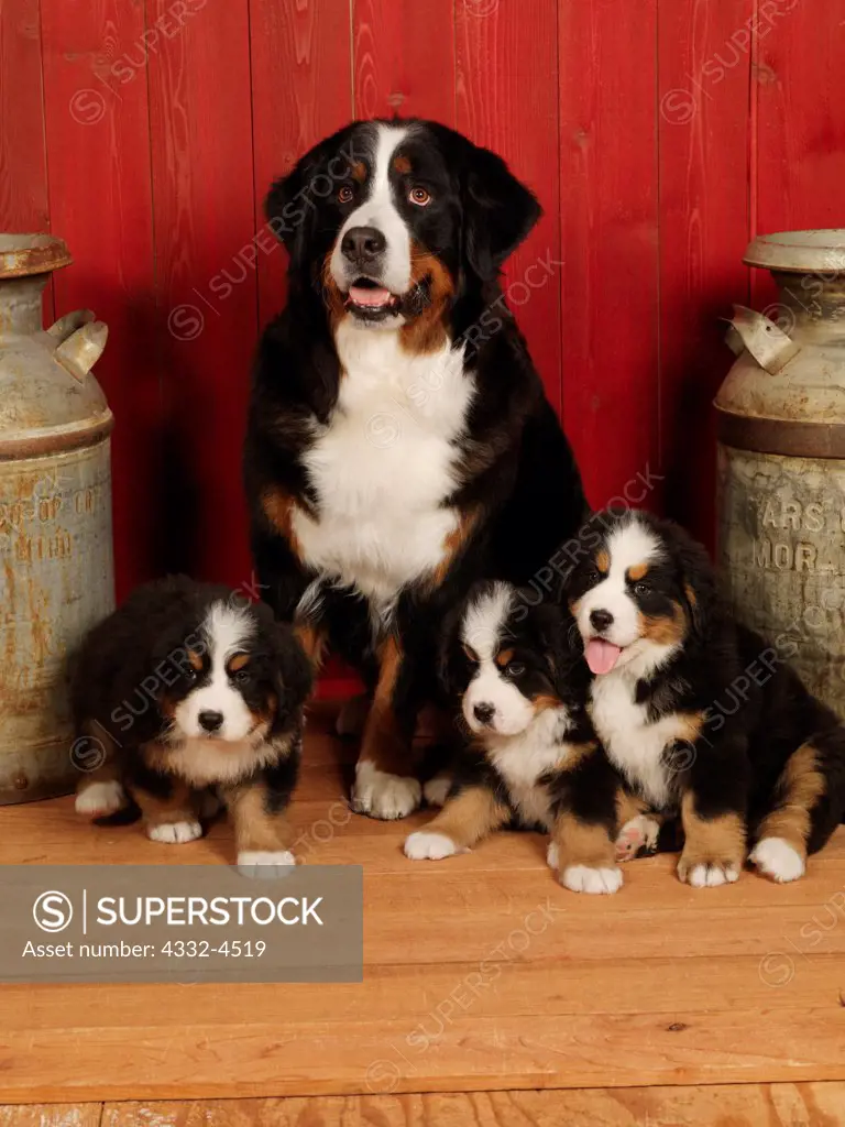 Bernese Mountain Dogs, AKC, 7-week-old puppies photographed with their mom 'Kira'  at Fred and Randi's Studio and owned by Tracy Corneliussen of Wasilla, Alaska.  PR