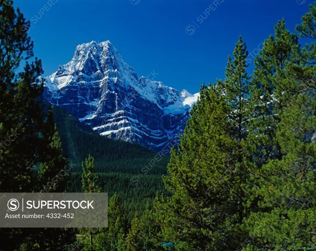 Howse Peak framed by lodgepole pines, Banff National Park, Alberta, Canada.