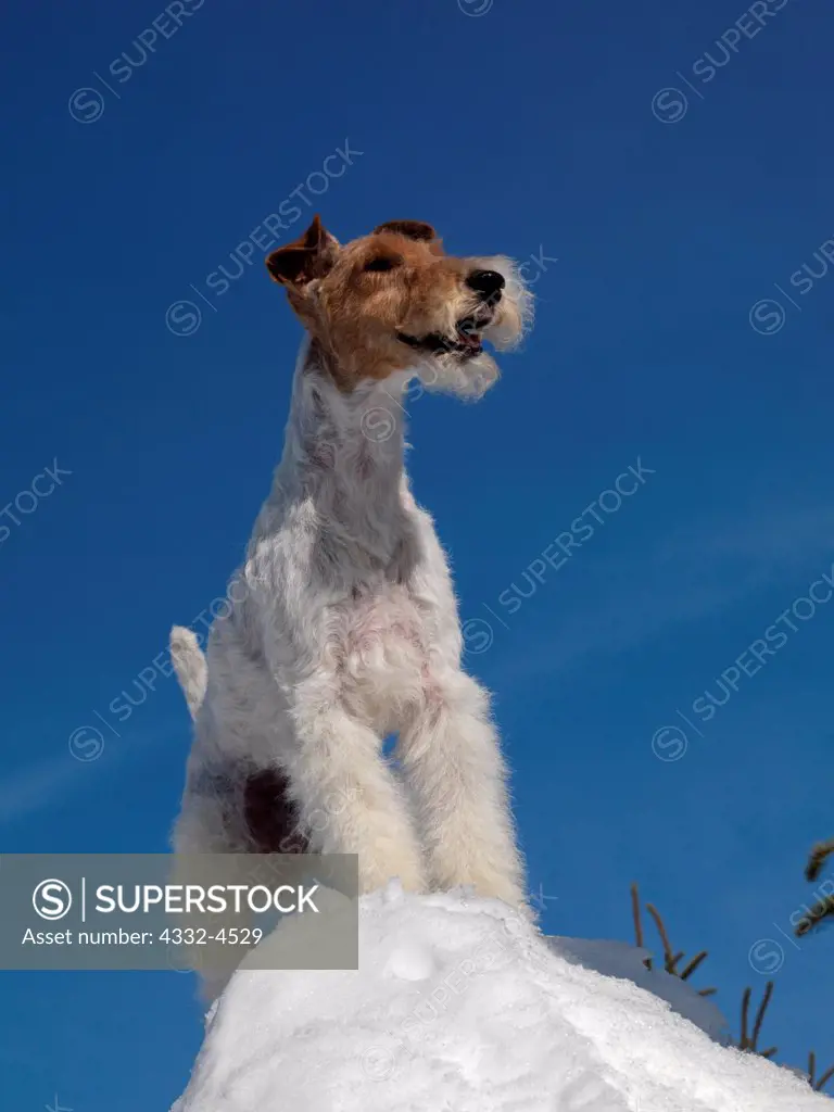 Wire Fox Terrier, AKC, 7-year-old 'Chile' photographed in Anchorage, Alaska and owned by Daniel J. Mardones of Pahoa, Hawaii.  (PR)