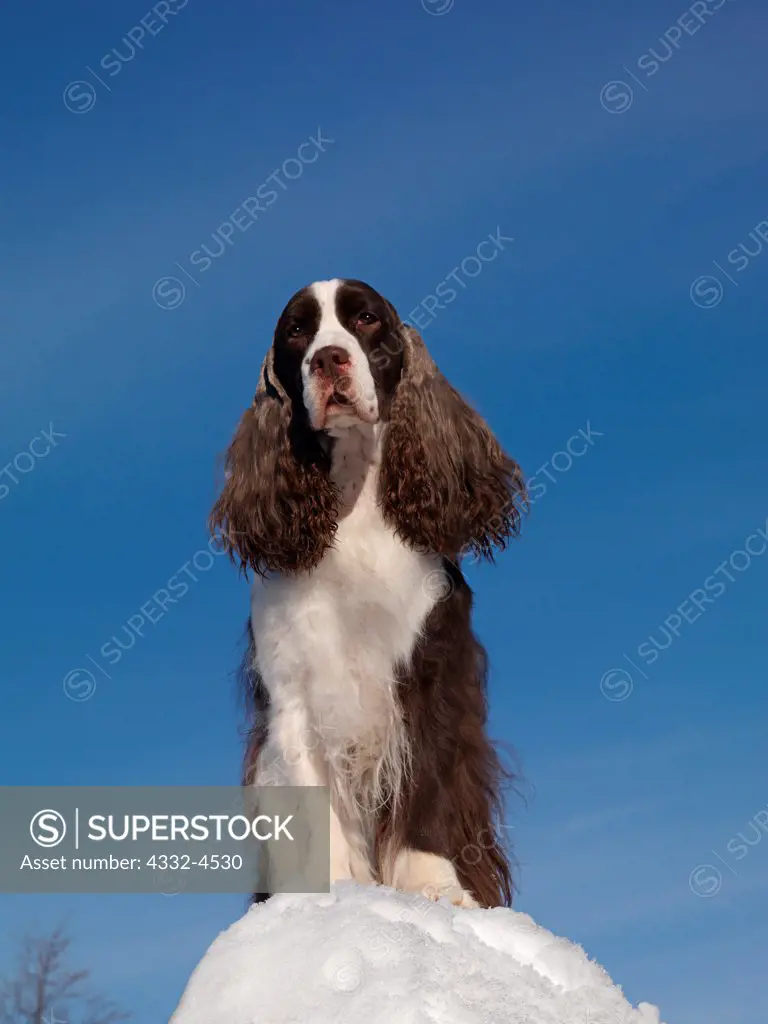 English Springer Spaniel, AKC, 4-year-old 'Slella' photographed in Anchorage, Alaska and owned by Susan Petry of Anchorage, Alaska.  (PR)