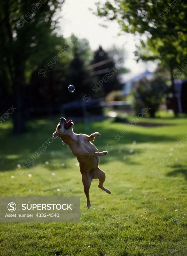American Pit Bull Terrier, 12-year-old 'Daisy' leaping for soap bubbles, owned by Scott and Kathy McPheron and photographed in their yard in Cridersville, Ohio.  (PR)