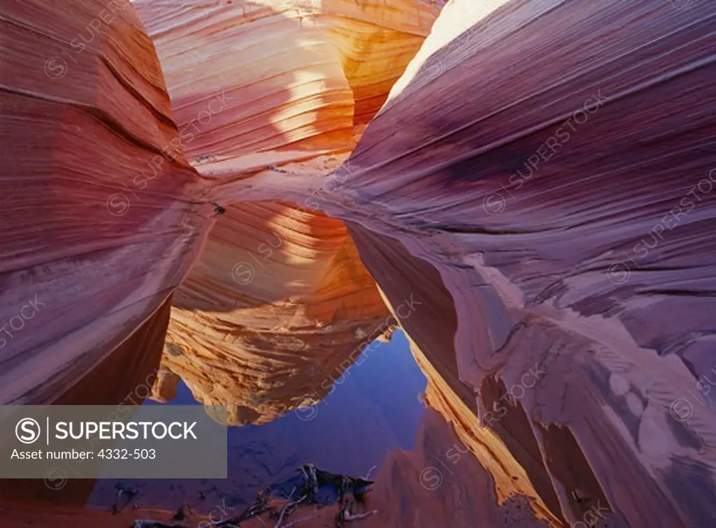 Wind-scupted Navajo Sandstone, reflected in desert pool, Paria Canyon-Vermilion Cliffs Wilderness, Arizona.