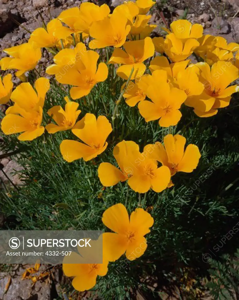 Mexican Gold Poppies, Eschscholzia californica ssp. mexicana, spring bloom, Picacho Peak State Park, Arizona.