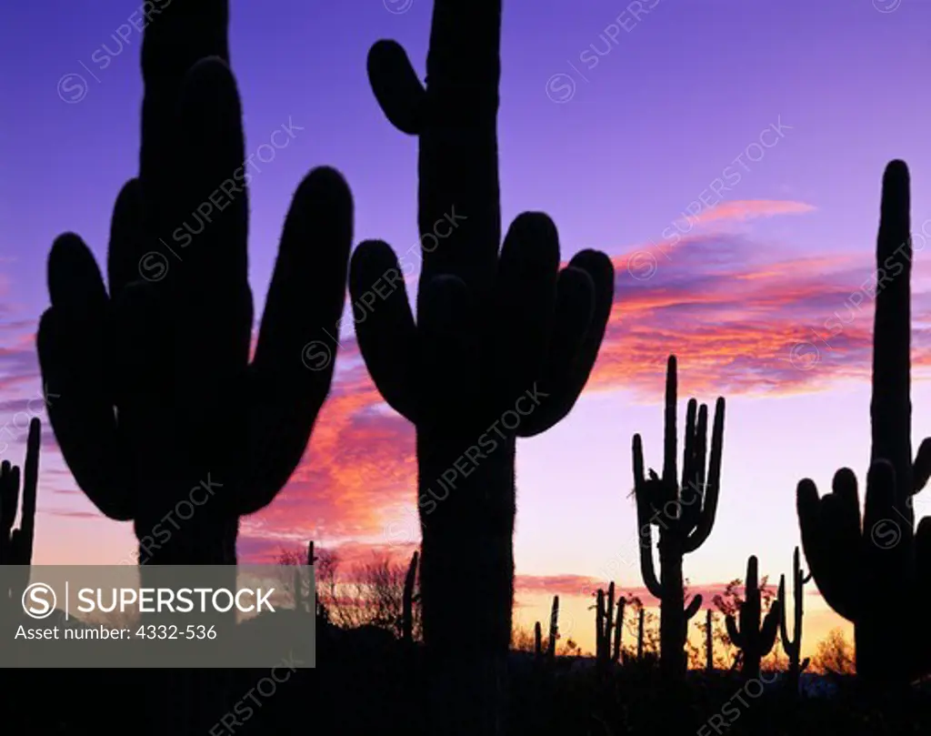 Saguaros, including one with a red-tailed hawk nest, silhouetted by sunrise, Agua Dulce Mountains, Cabeza Prieta National Wildlife Refuge, Arizona.