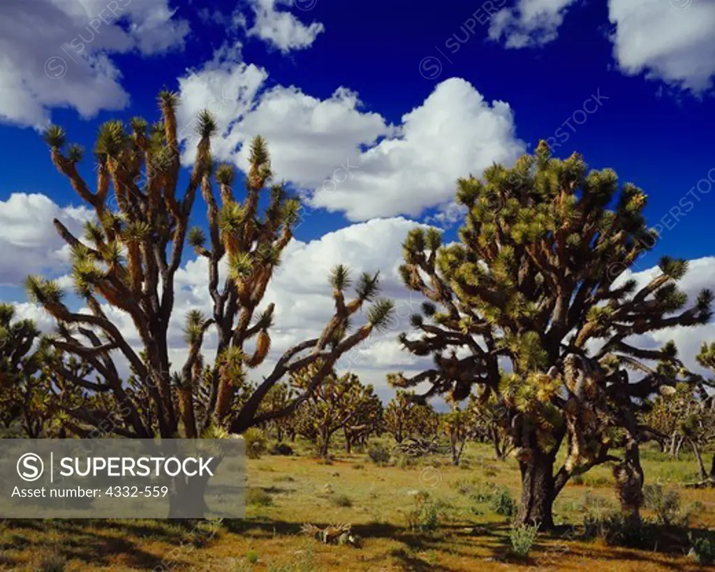 Joshua Tree forest, Yucca brevifolia, Joshua Trees National Natural Landmark, Grand Wash Cliffs, Arizona.