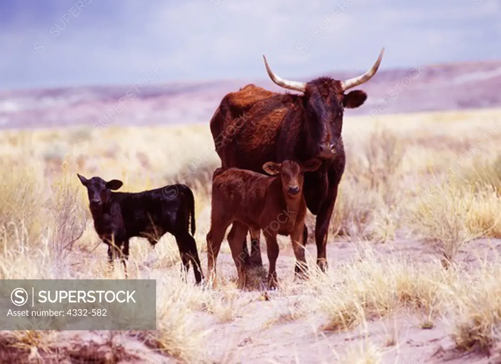 Cow with calves on shortgrass prairie of the Painted Desert on Bill Jeffers Ranch west of Petrified Forest National Park, Arizona.