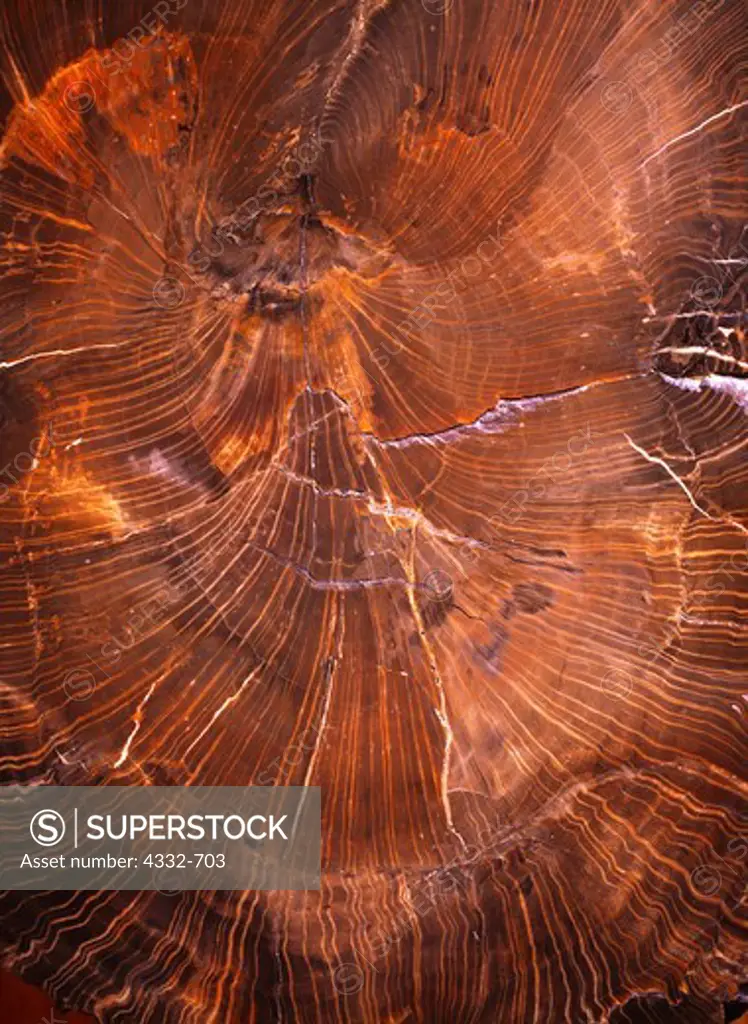 Polished Petrified wood, Petrified Forest National Park, Arizona.